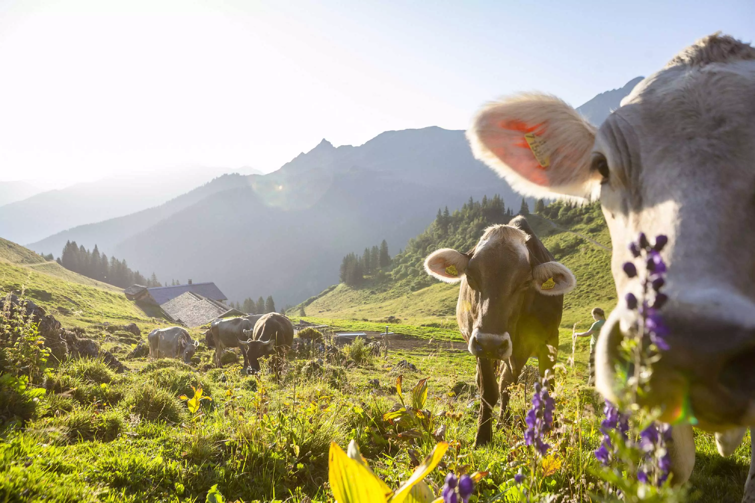Wanderurlaub im Montafon